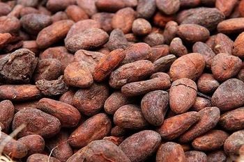 Fermented Cocoa Bean Seeds