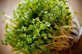 Broccoli Sprouts