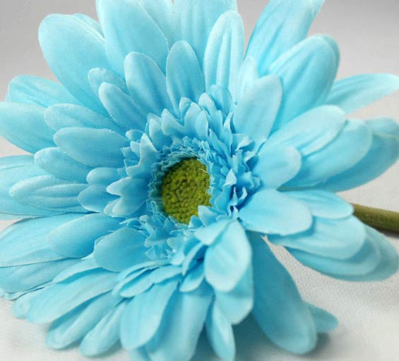 Blue Daisy Flowers, for Decorative, Garlands, Occasion : Birthday, Party, Weddings