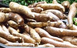 Fresh Cassava Root