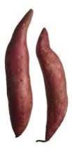 Fresh Sweet Potato