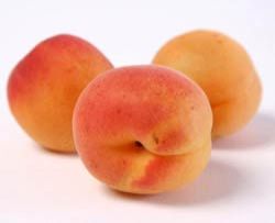 Fresh Apricot