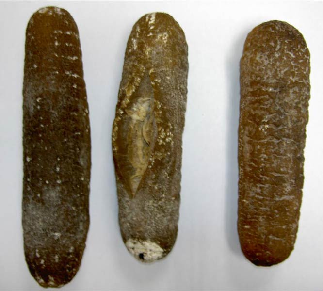 Fresh Sea Cucumber Buy Fresh Sea Cucumber South Africa from Aycorn Group