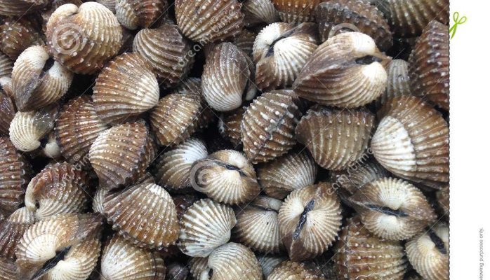 blood clam LIVE PRODUCTS