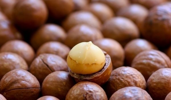 High Quality Macadamia Nuts