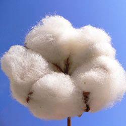 raw cotton