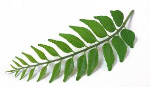 R06 curry leaves