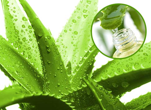 Aloe Vera Extract