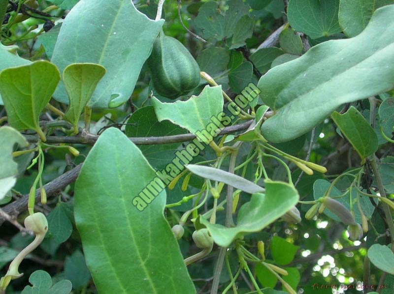 Aristolochia Indica