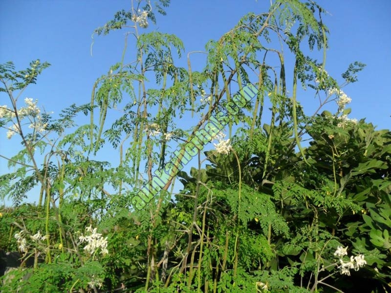 moringa leaves