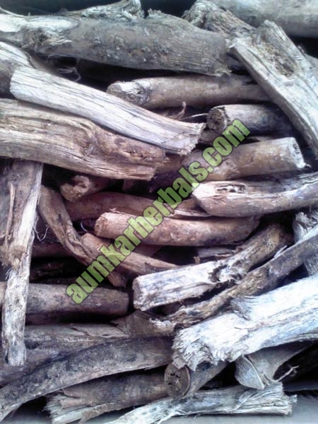 Moringa Root