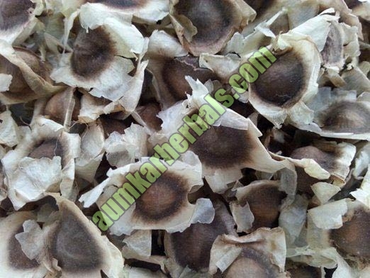 moringa seeds