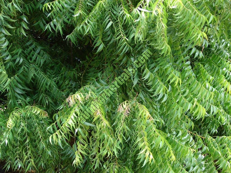 Neem Tree Parts