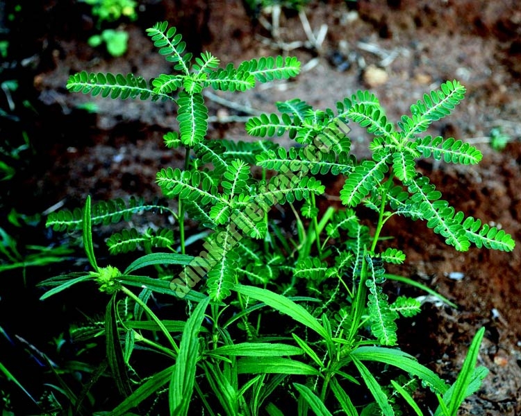 Phyllanthus Amarus