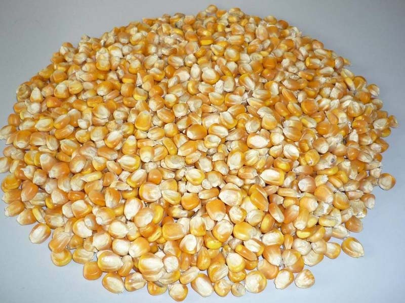 Animal Feed Grade Yellow Maize Seeds