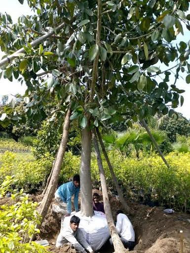 Organic Ficus Benghalensis Banyan Plants, for Ayurvedic Medicine, Plantation, Color : Green
