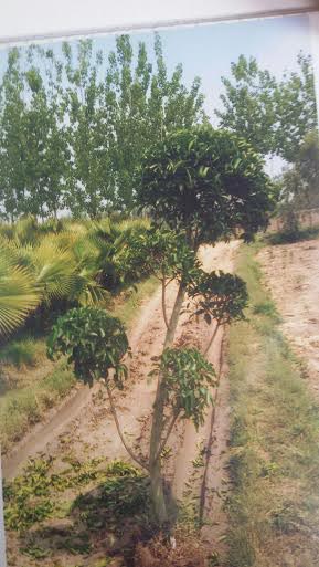 Ficus Retusa Topiary Plants, Length : 10cm - 1 feet