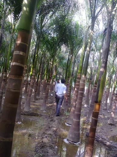 Royal Palm Plants