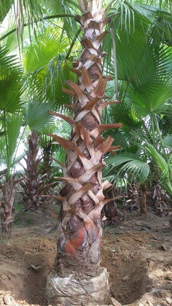 Washingtonia Palm Plants, for Decoration, Garden, Nursery, Feature : Eco-friendly