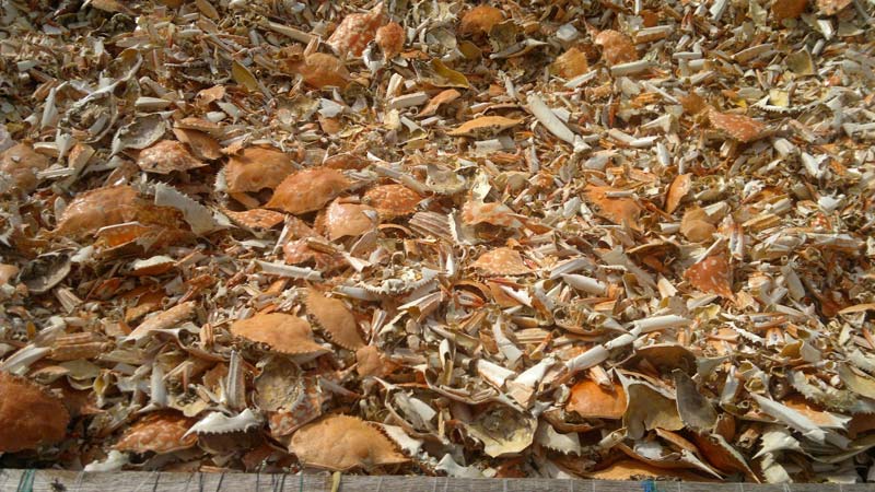 Dried Crab Shells