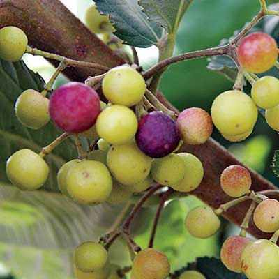 Grewia Asiatica /Falsa (Phalsa) Fruit seeds, Color : Off White