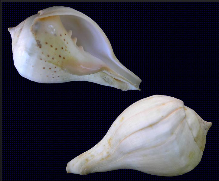 Raw Conch Shell