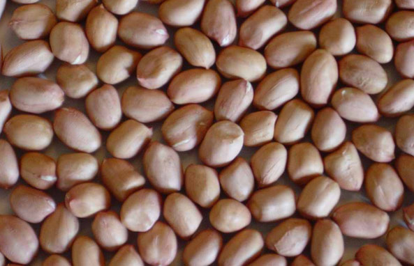 Red bold peanuts kernels / Groundnut and blanched peanuts