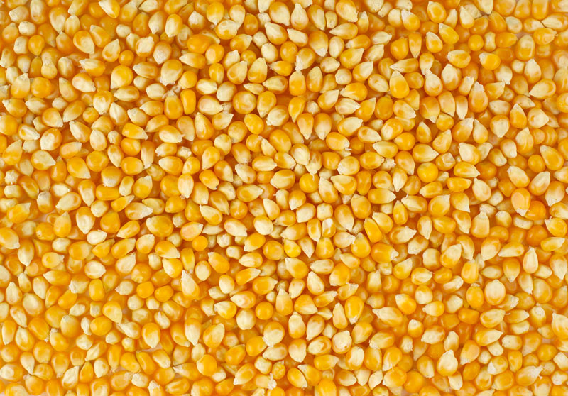 By Machine yellow maize seeds, Variety : Dent Corn