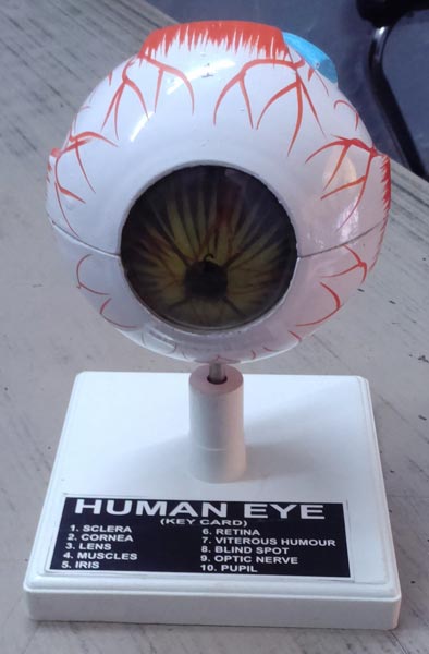 Model of Eye