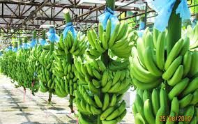 Fresh Quality Bananas