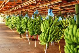 Good Cavendish Banana