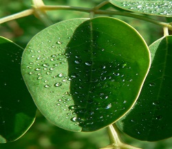 Moringa Oleifera Leaf