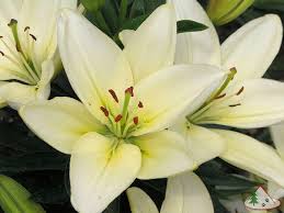 Asiatic Lily Flowers