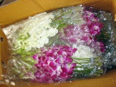 Fresh Cut Orchid Flowers