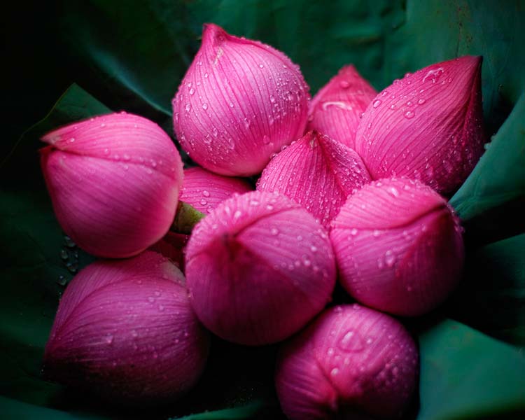 Fresh Lotus Flowers
