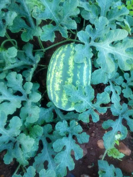 Farm fresh watermelon