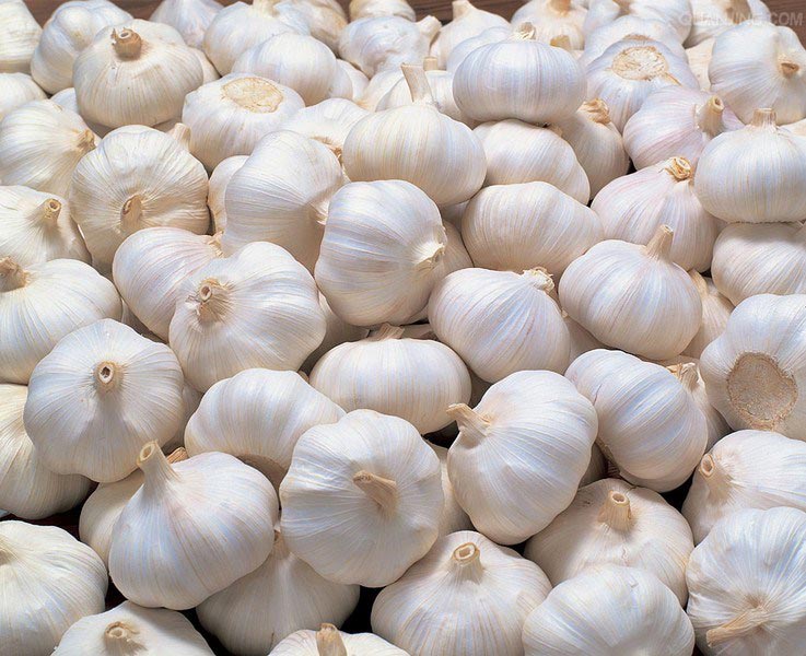 Common fresh garlic, for Cooking, Feature : Dairy Free, Gluten Free