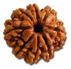 Natural Wood Beads 8 Mukhi Rudraksha, Color : Dark Brown