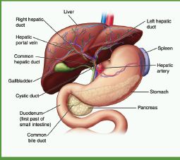 Liver Care Syrup, Form : Liquid