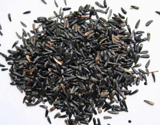 Niger Seeds