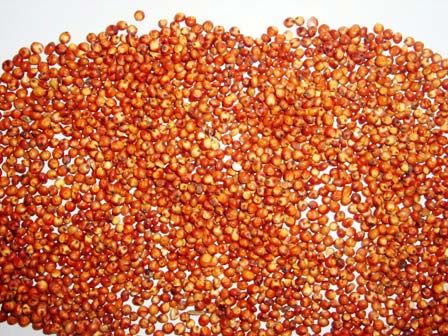 Red Sorghum