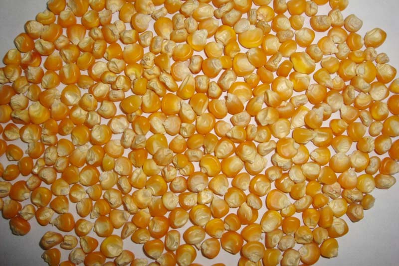 Small Orange Maize
