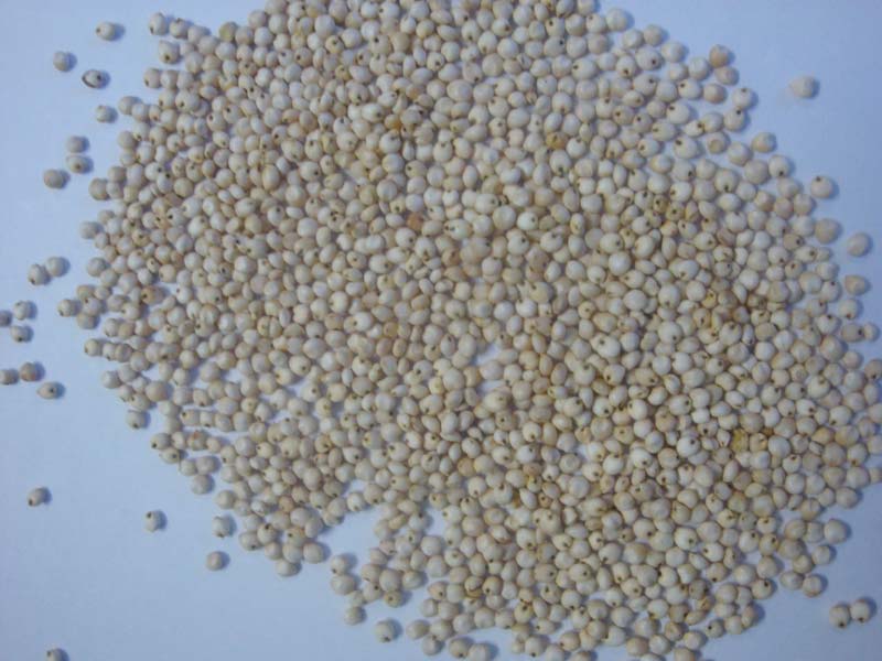 White Sorghum