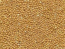 Yellow Millet Seeds