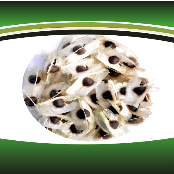 moringa seeds