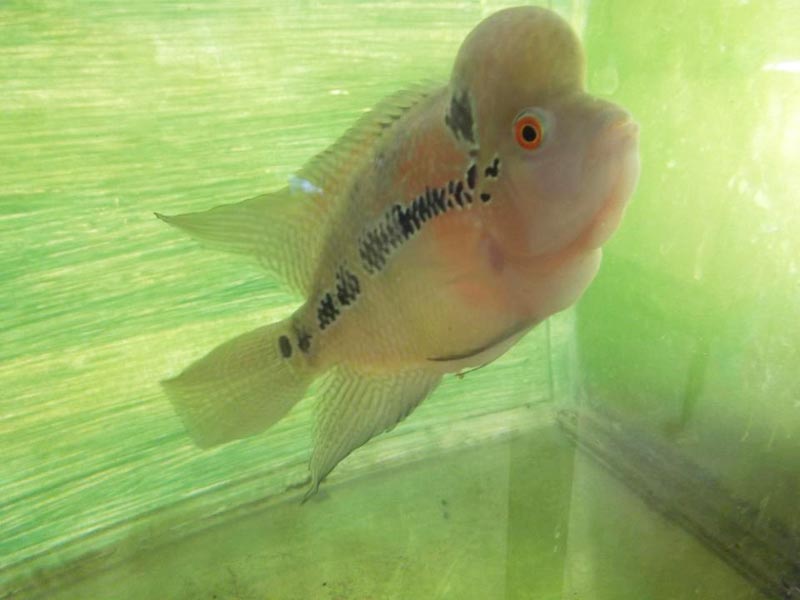Flowerhorn Fish Buy Flowerhorn Fish Cunupia Trinidad and Tobago from