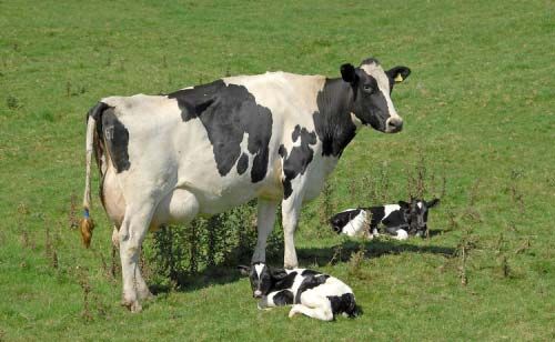 High Quality Live Dairy Cows and Pregnant Holstein Heifers Cows For Sa