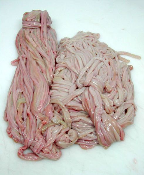 Lamb Intestines