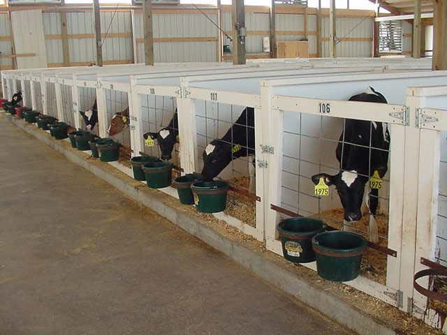 Live Dairy Cows, Friesian Holstein Cow For Sale