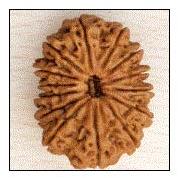 14 Mukhi Rudraksha Beads